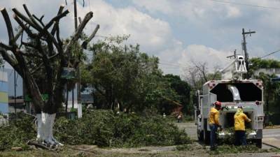 Las cuadrillas trabajaron en la poda y corte de árboles.