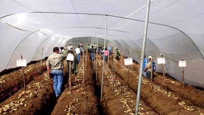 ComRural brinda apoyo tecnológico, financiero y comercial a los productores hondureños.