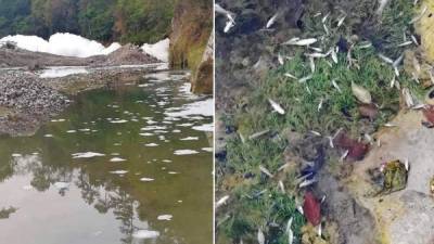 Las fotos del daño al río Tiste fueron compartidas en redes sociales. Fotos: Diario La Entrada Copán