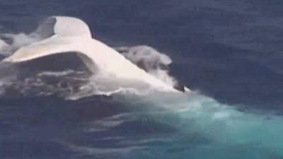 El avistamiento de la ballena blanca ha causado revuelo en Australia.