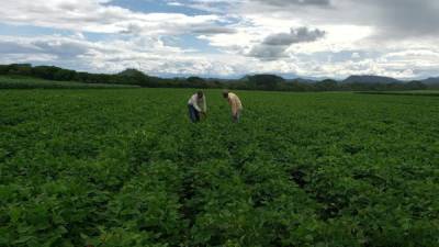 En los últimos cuatro años, don Rómulo ha utilizado los productos de Cadelga en su finca, por lo que ha sido testigo de cómo estas han mejorado cada año.