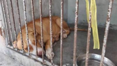 Uno de los cachorros que permanece en el refugio de la organización de Rescatistas de Corazón.