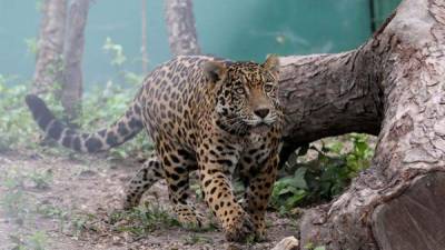 El jaguar es el felino más grande de Honduras y el continente americano en general.