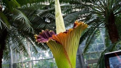 Esta es la décima vez que la planta florece en Bélgica desde que llegara en 2008.