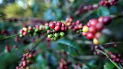 Fotografía del 31 de enero de 2020 que muestra una planta de café.