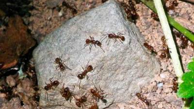 Un nido de hormigas picaron a la mujer, que momentos después murió.