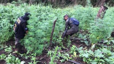 Los cuerpos de Seguridad del Estado en las plantaciones de coca encontradas en Tocoa.