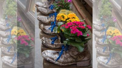 Los zapatos pueden ser reutilizados como maceteros. Rellénalos de tierra abonada y siembra flores.