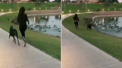 Perro arrastró a su dueña por querer jugar con unos patos.