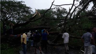 Un enorme árbol cayó este lunes en la carretera que conecta a Honduras con Nicaragua.