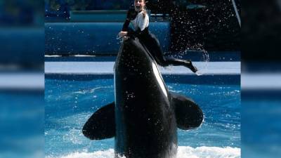 La entrenadora Dawn Brancheau murió cuando la orca la atrapó con su boca y la ahogó en el estanque.