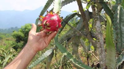 Se han identificado 181 nuevos productores familiares del cultivo de pitahaya en Choluteca, Cortés e Intibucá.