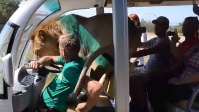 El león se subió al vehículo lleno de turistas. Foto: Captura YouTube