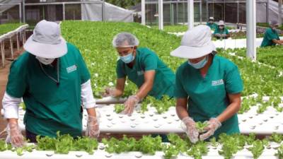 Greenhouse Harvest es una de las empresas pioneras en la hidroponía en Honduras.