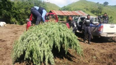 La supuesta droga fue incautada por las autoridades.