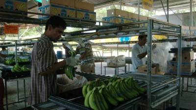 De las dos empresas, Chiquita todavía mantiene una notable presencia en Honduras.
