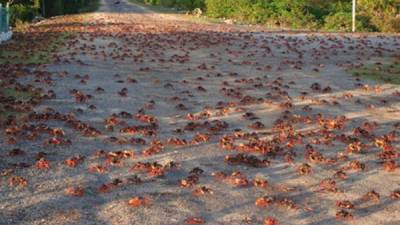 Millones de cangrejos caminan por varios días con destino hacia el mar.