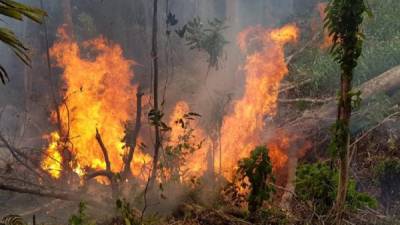 Personal del Cuerpo de Bomberos de La Ceiba se ha internado en las montañas para controlar los incendios con apoyo de comunidades.