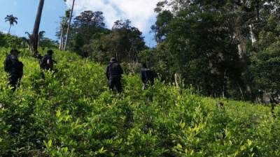 Los arbustos de coca ya tenían un tamaño considerable.