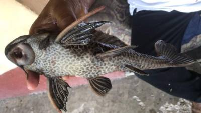 El pez diablo lo encontraron los pescadores en el Lago de Yojoa y están alarmados.