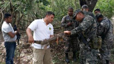 Fiscales y militares participaron en la liberación de las iguanas.