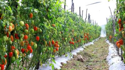 Pronto se espera invertir otros 150 millones de lempiras para mejorar la producción de granos básicos en siete departamentos del país.