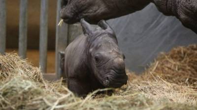 El tierno rinoceronte no ha sido nombrado (Foto AFP).
