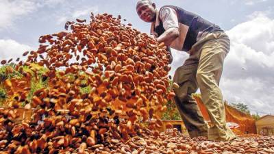 Agricultores de Costa de Marfil trabajan con las vainas de cacao sin procesar. África Occidental es la principal region productora de esta materia prima.