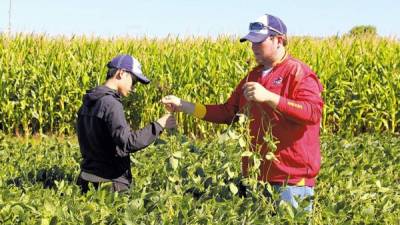 Participantes de la gira agrícola de este año, organizada por la consultora Pro Farmer, visitan un cultivo de soya en el estado de Ohio.