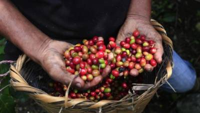 Un cortador muestra los frutos de café recién cortados en una finca en Atima, Santa Bárbara.