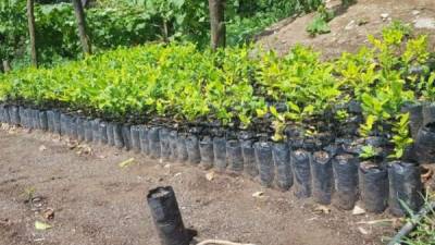 Con pruebas practicadas en diferentes zonas del país se confirma que el área fronteriza entre Olancho y Colón es donde mejor se da la siembra de hojas de coca. Imagen de 2,500 plantas de coca en un vivero listas para ser sembradas, fueron halladas este años en Santa Bárbara, Iriona, Colón.