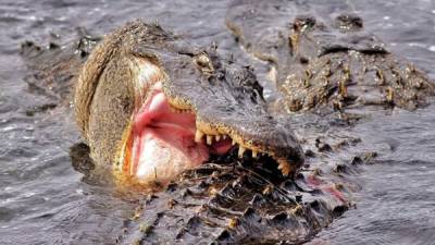 La brutal pelea entre los cocodrilos quedó grabada en video.