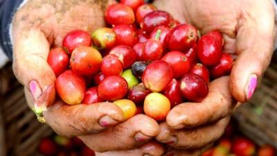 Ihcafé aconseja a productores debido a la caída de los precios.