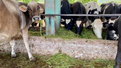 Con relación a los fertilizantes, se emplea el Fastrac Pasto, una fórmula a medida para mantenimiento de pastos.