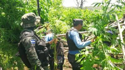 La Policía inspeccionando el terreno en Tocoa, Colón.