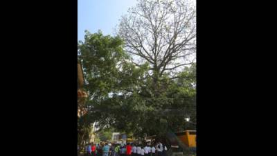 Ciudadanos durante la celebración del árbol en la 5 calle, 8 avenida de Guamilito.