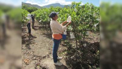 Trabajos en una finca de guayaba en Comayagua.