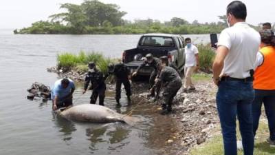 El manatí fue encontrado muerto en las cercanías del muelle de cabotaje en La Ceiba.