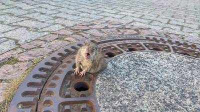 El roedor solo pudo lograr sacar una parte de su cuerpo antes de ser rescatado.