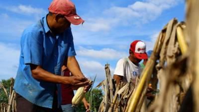 Productores de maíz amarillo de El Progreso, Yoro recogen la cosecha.