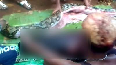 Los vecinos hallaron la serpiente a unos 30 metros de las sandalias y del machete de la mujer. AFP