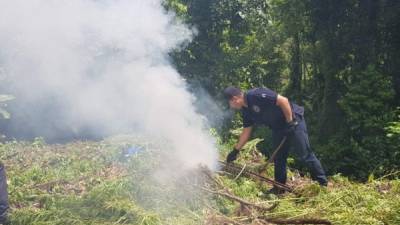 Elementos de la Dirección Nacional Policial Antidrogas, así como la Policía de Investigación y la Unidad Departamental de Prevención número 7 participaron en la operación.