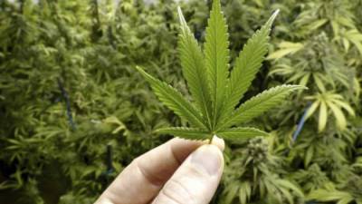 El cultivo legal de marihuana está en debate en Brasil.
