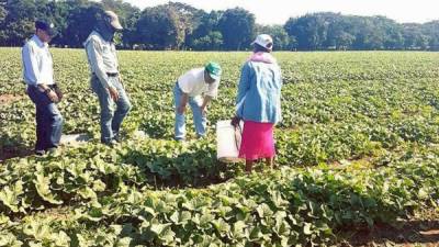 Productores trabajan en cultivos agrícolas.