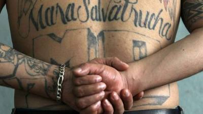 La MS-13 es una pandilla temible que victimiza a su comunidad. Es una de las más sanguinarias.