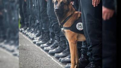 La muerta de la perra policía ha causado impacto en las redes sociales.