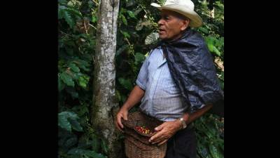 Un productor en la aldea Naranjito de El Merendón cosecha granos de café. Foto: Amílcar Izaguirre