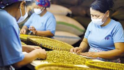 Empleados inspeccionan granos de café en Java, Indonesia.