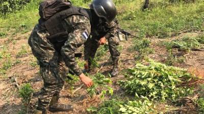 Acciones realizadas en el departamento de Olancho llevaron hasta un terreno donde se plantaba coca.