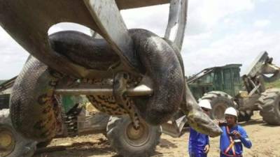 Los trabajadores exhibieron el enorme reptil en una grúa.